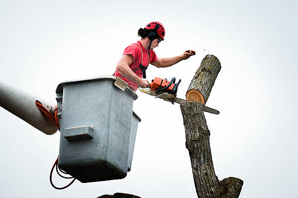 Best Tree Mulching  in Camden, AL